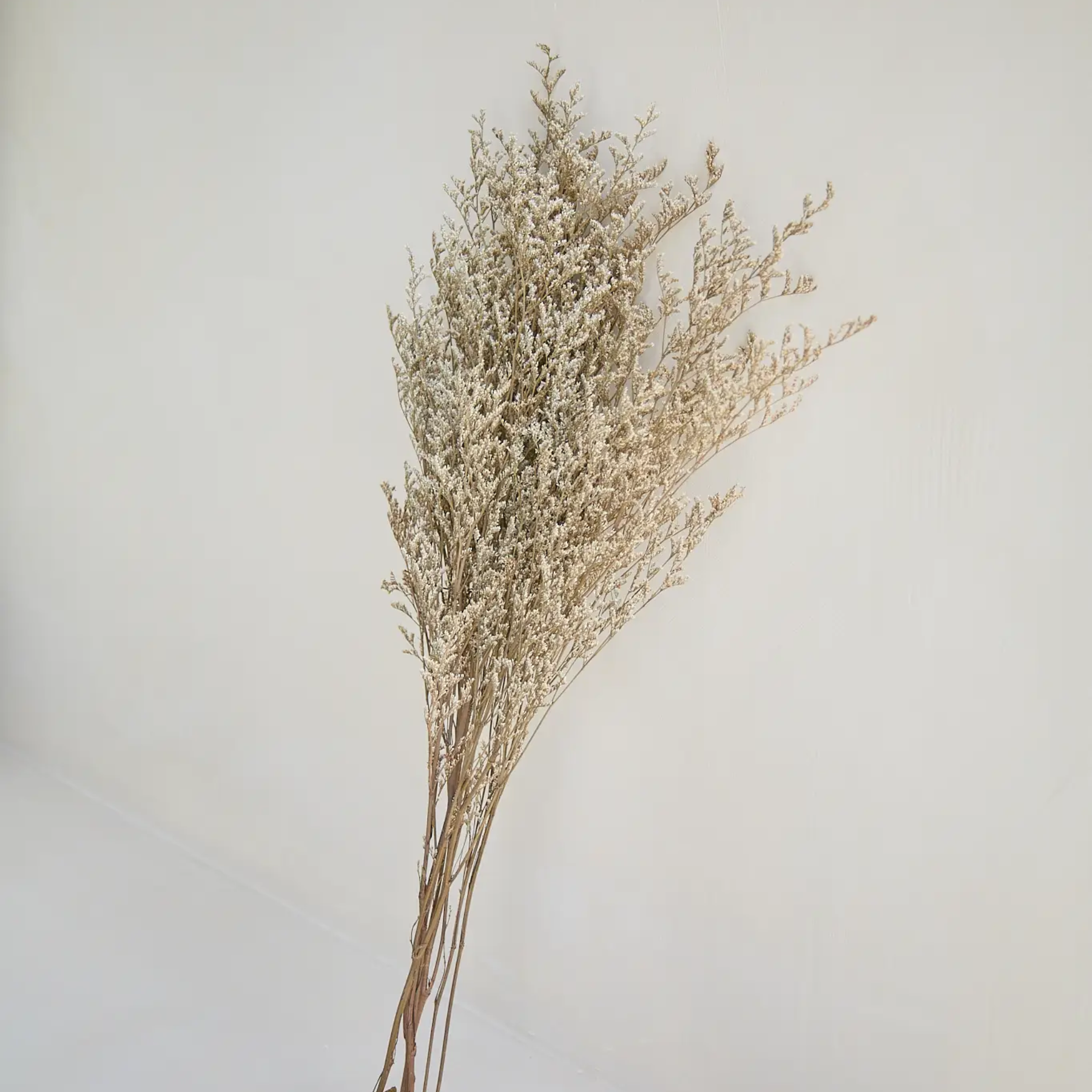 Limonium Branches in Natural