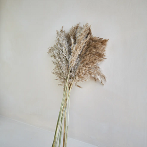 Pampas Grass in Brown
