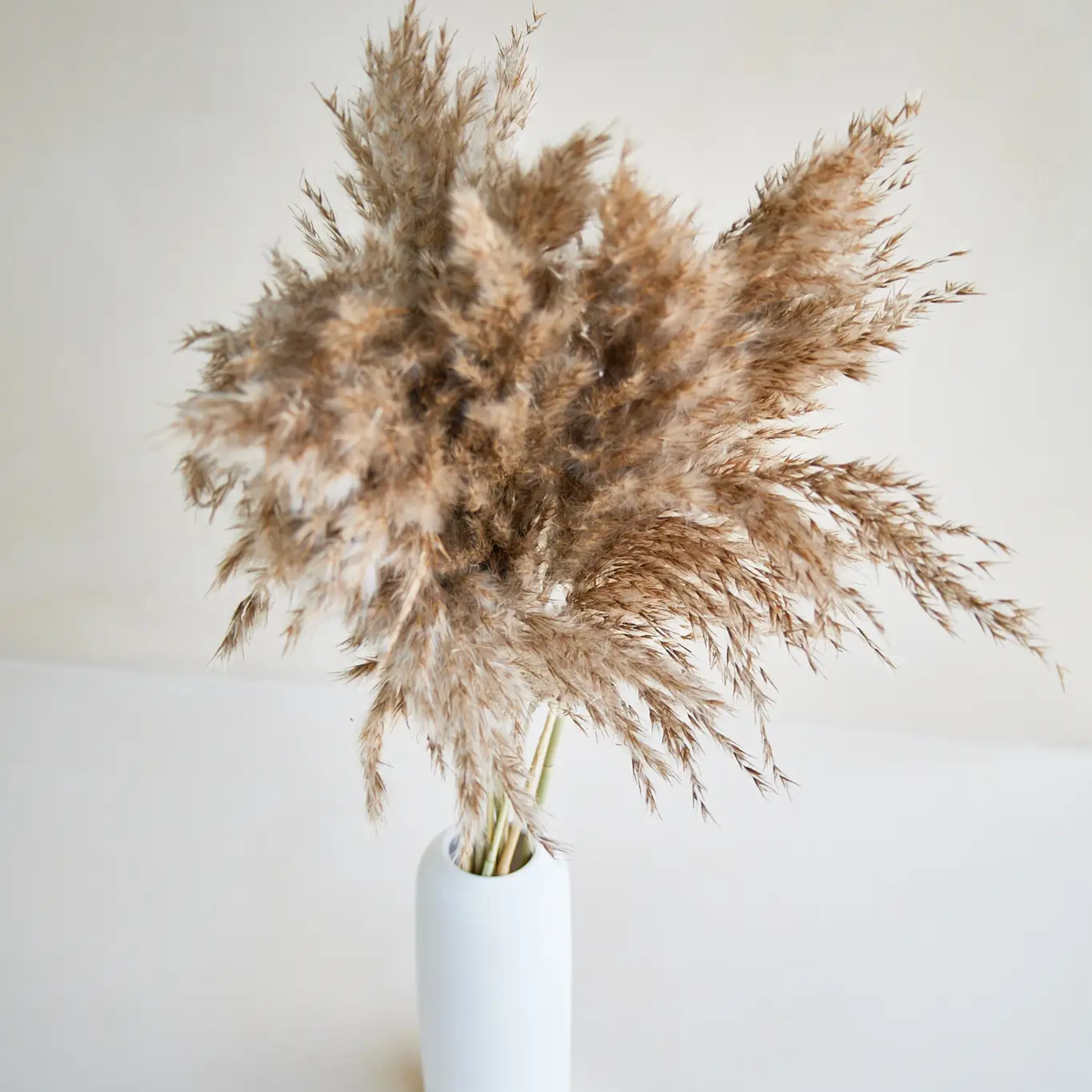 Pampas Grass in Brown