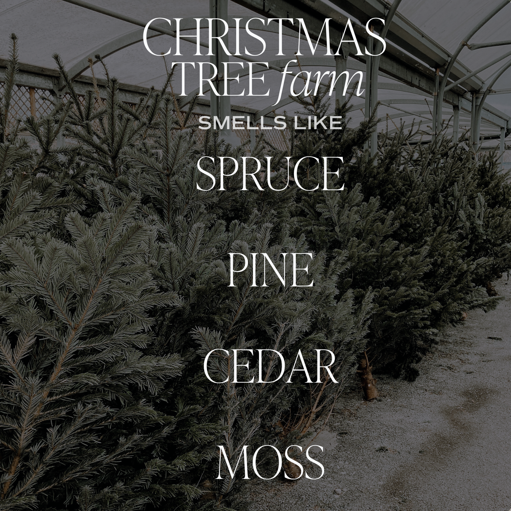 Christmas Tree Farm Soy Candle Scent Notes