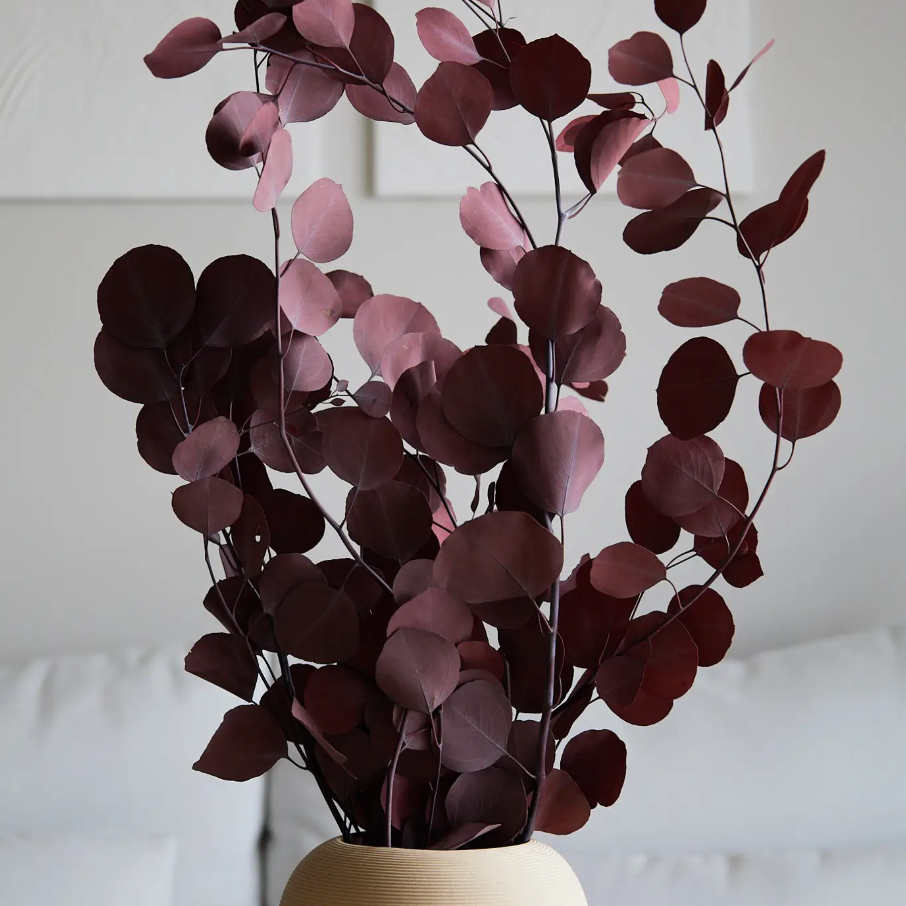 Preserved "Silver Dollar" Eucalyptus in Burgundy