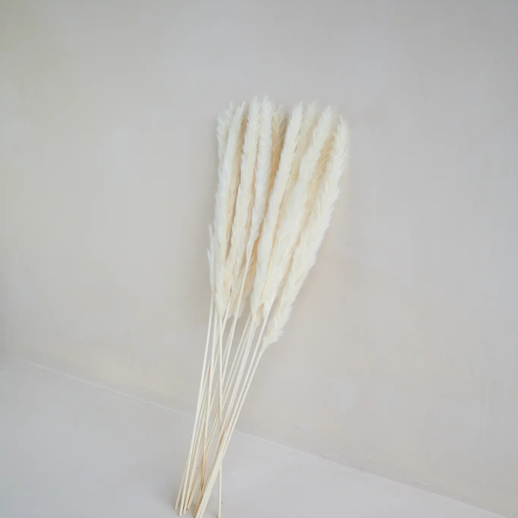 Small Pampas in White