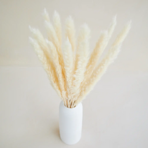 Small Pampas in White