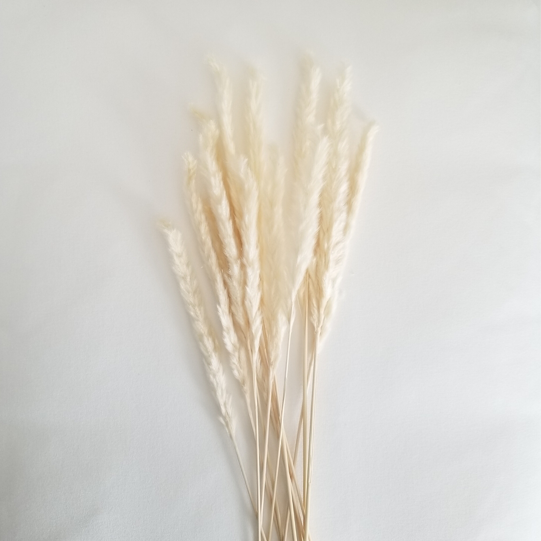 Small Pampas in White