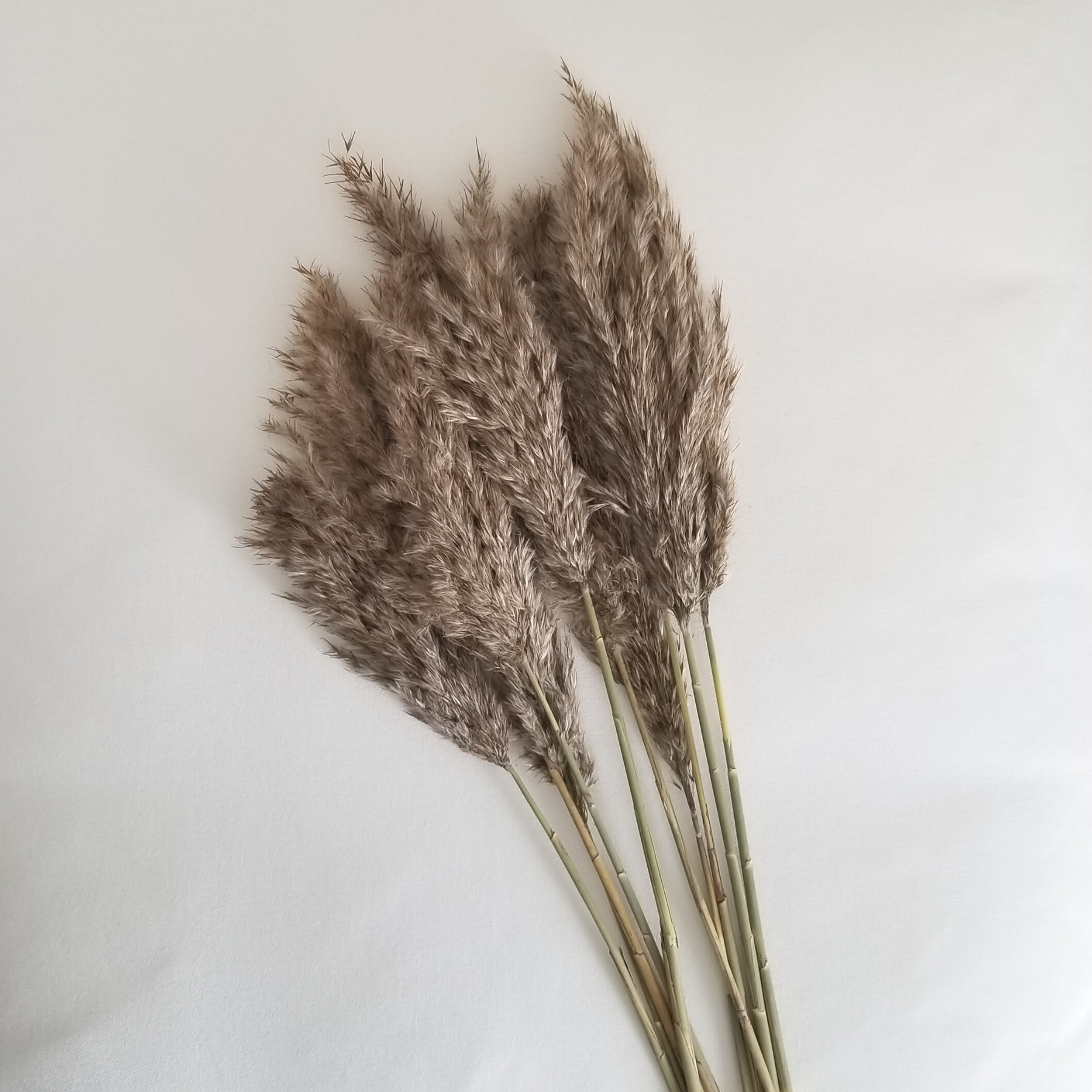 Pampas Grass in Brown