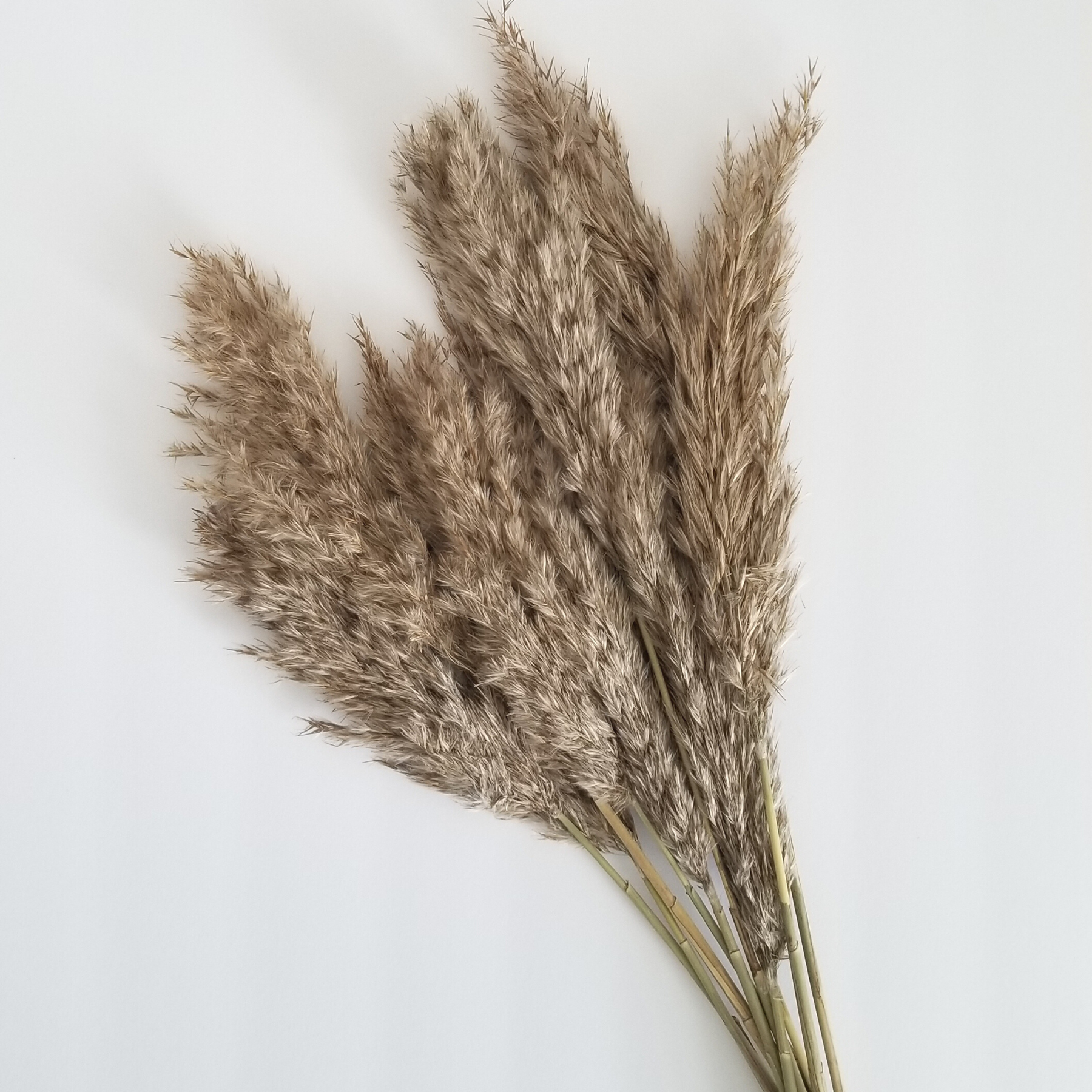 Pampas Grass in Brown