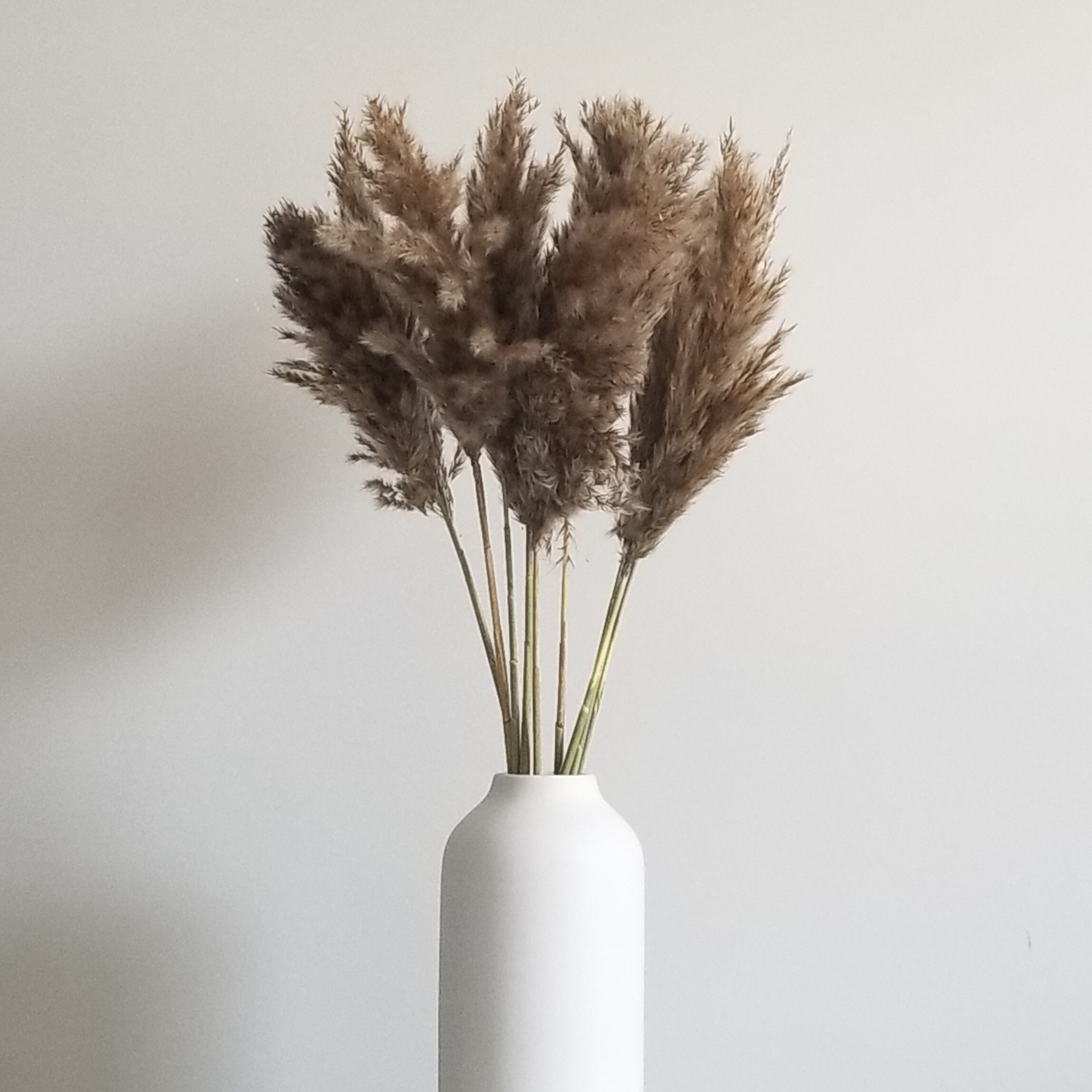 Pampas Grass in Brown