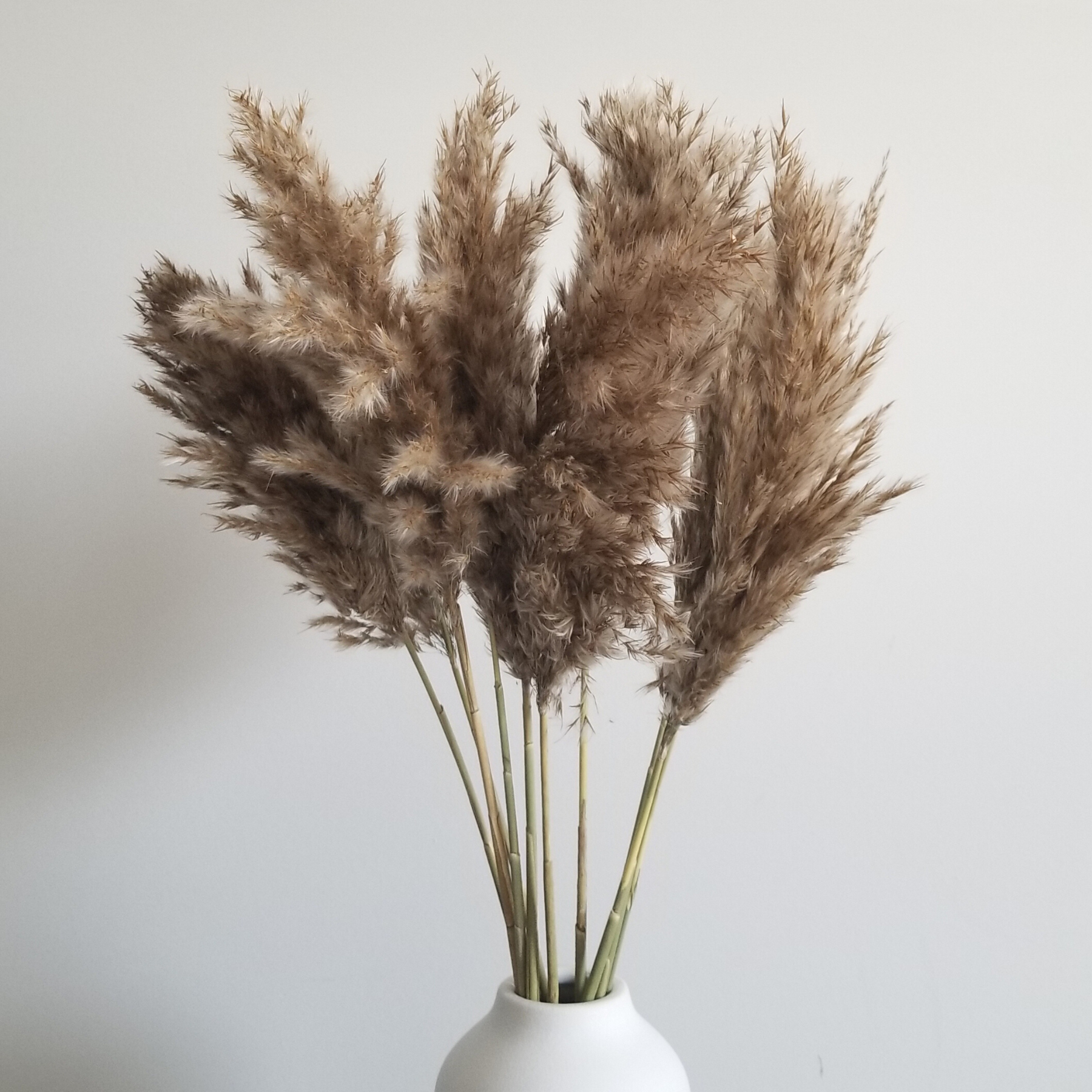 Pampas Grass in Brown