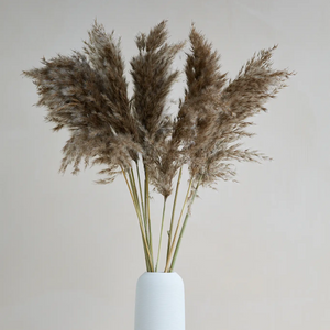 Pampas Grass in Brown