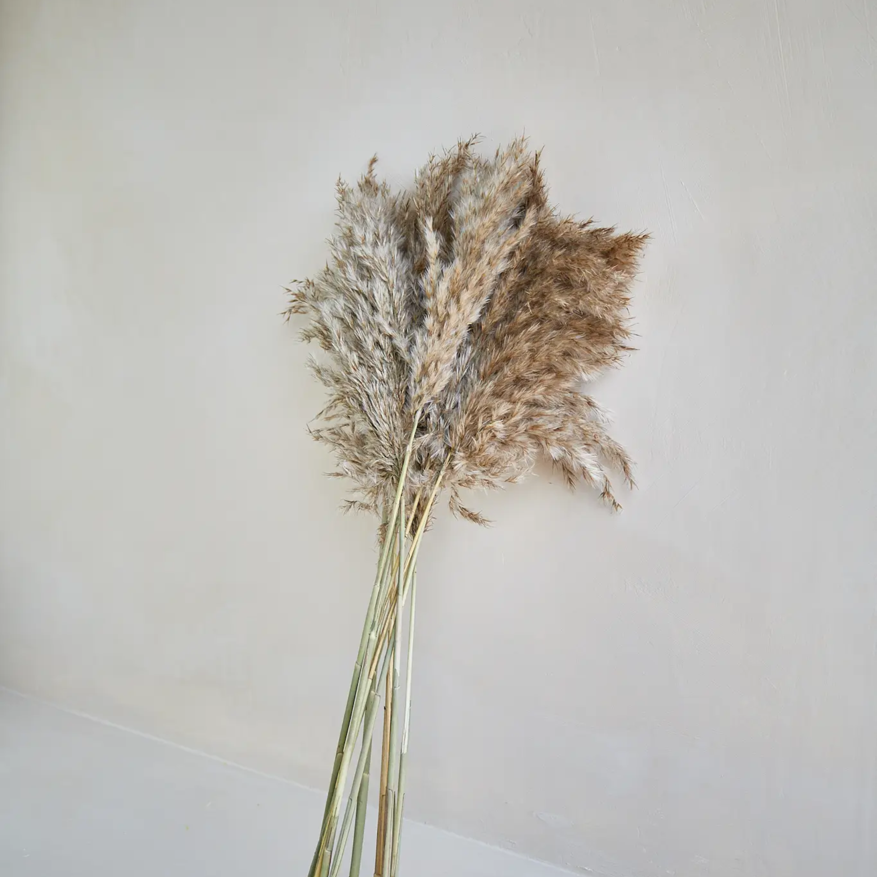 Pampas Grass in Brown