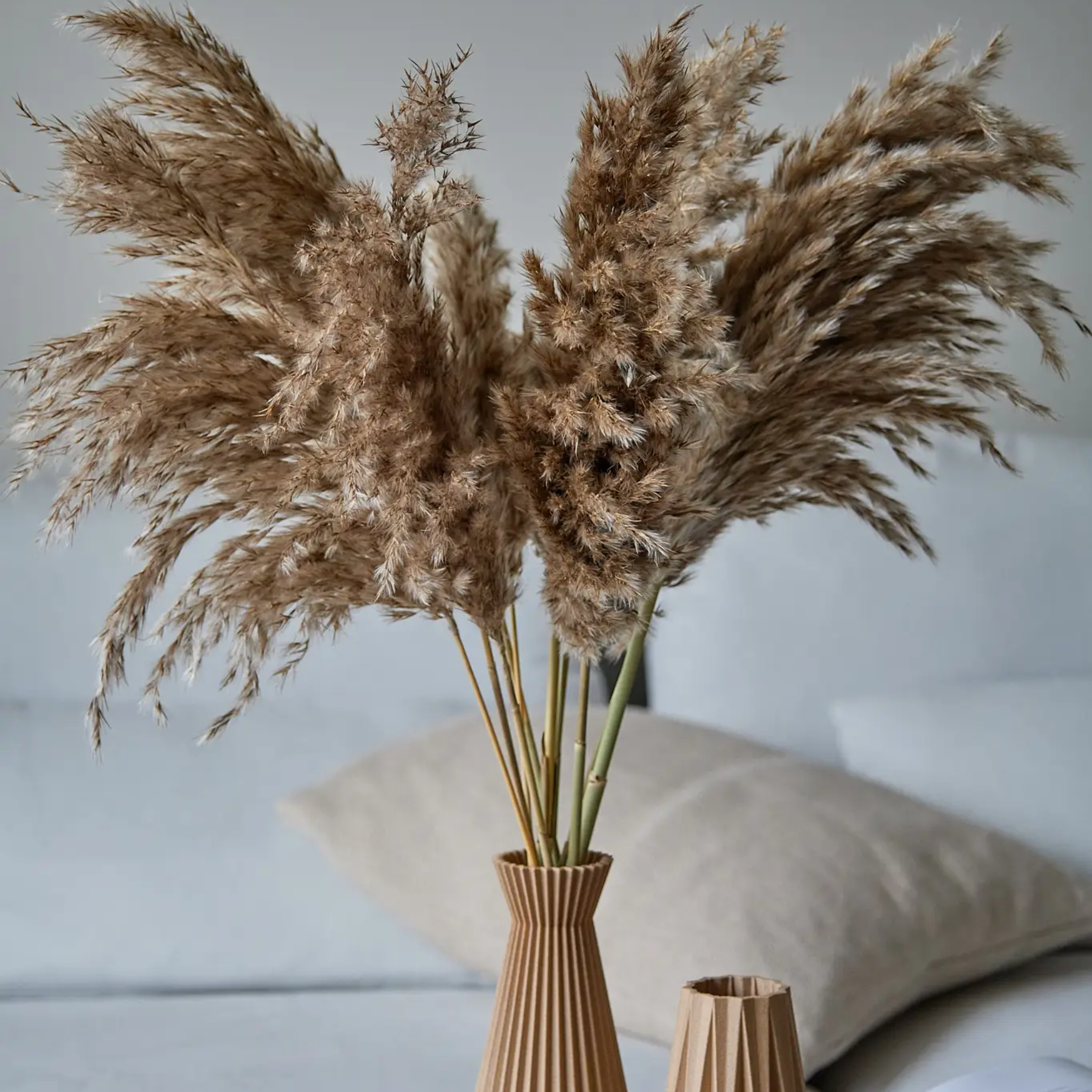 Pampas Grass in Brown